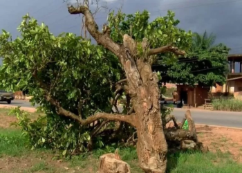 Outrage in Kumasi after 300-year-old Komfo Anokye kola tree felled