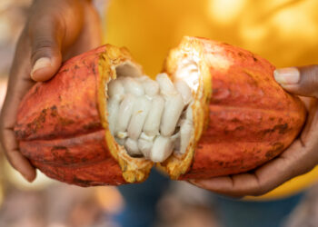 ‘Tetteh Quarshie smuggled cocoa to Ghana?’ – Nana Asaase challenges tour guide