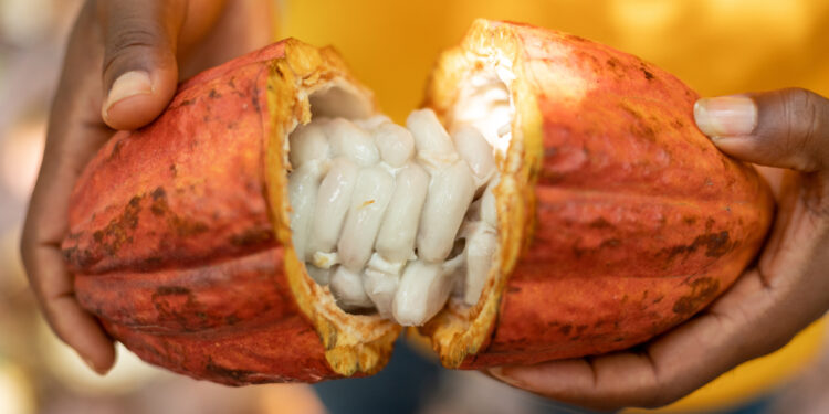 tetteh quarshie smuggled cocoa to ghana nana asaase challenges tour guide