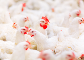 Verdant Capital has advised a leading United Kingdom (UK) private equity firm on the sale of Biyinzika Poultry International Limited