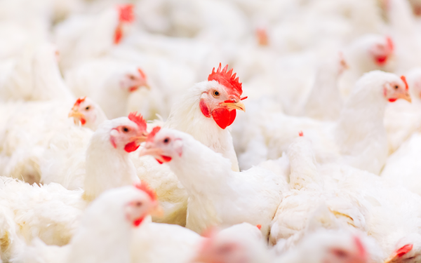 verdant capital has advised a leading united kingdom uk private equity firm on the sale of biyinzika poultry international limited