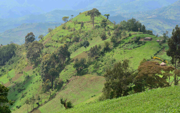 artificial intelligence ai to optimise astrazenecas reforestation programme in africa