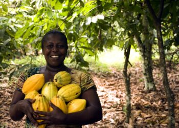 COCOBOD to receive $600m cocoa loan this week