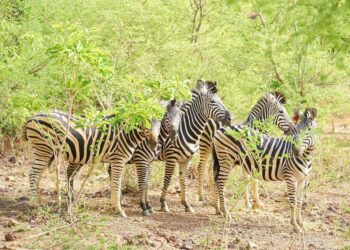 Discovering the ultimate blend of luxury and adventure at The Royal Cosy Hills Hotel & Safari Resort