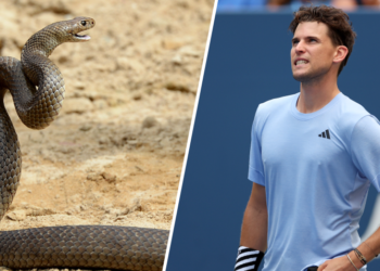 Dominic Thiem’s Brisbane International victory interrupted by venomous snake on court
