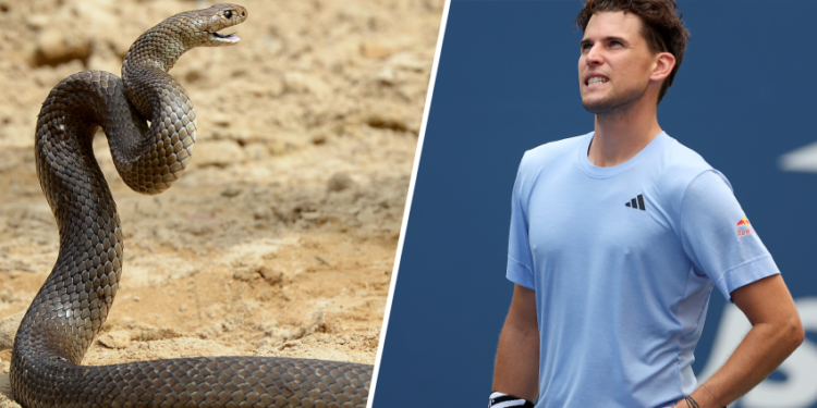 dominic thiems brisbane international victory interrupted by venomous snake on court