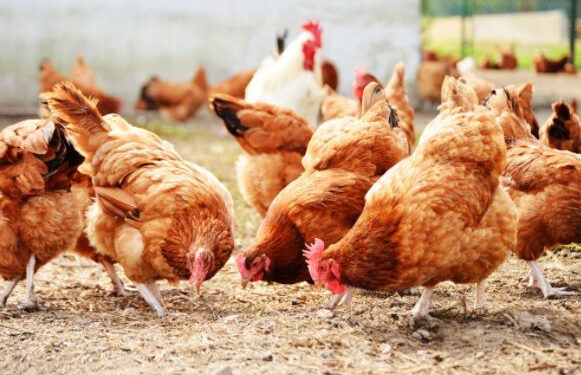 ghana veterinary medical association cautions farmers over bird flu outbreak