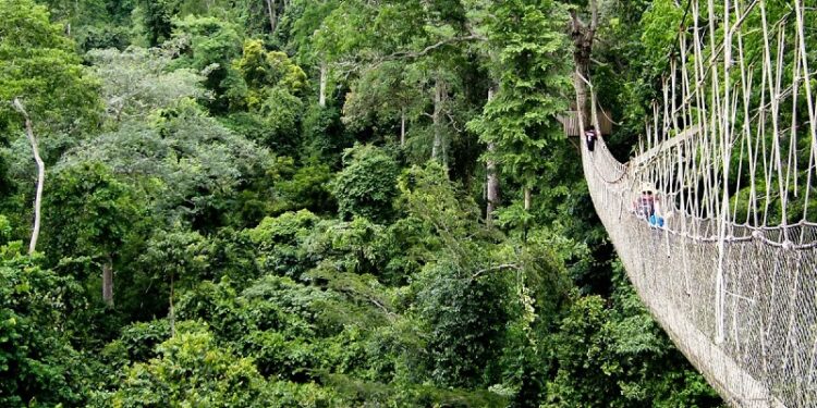 global indigenous alliance exposes flaws in funding systems for forest conservation