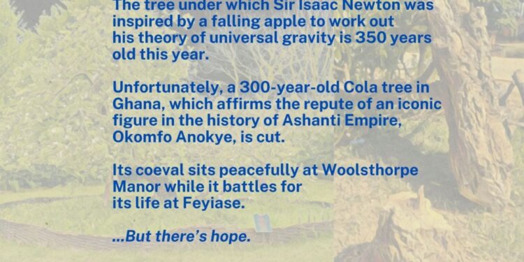 Restoring the spirit of Okomfo Anokye: 300-year-old slayed Cola tree gets new hope 1 restoring the spirit of okomfo anokye 300 year old slayed cola tree gets new hope