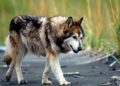 US infant killed by wolf-dog hybrid in Alabama