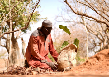 Yacouba Sawadogo, African farmer who held back the desert, dies at 77