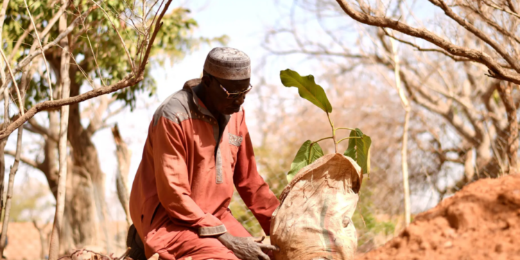 Yacouba Sawadogo, African farmer who held back the desert, dies at 77 1 yacouba sawadogo african farmer who held back the desert dies at 77