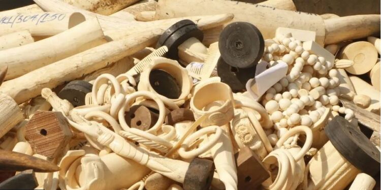 nigeria ivory elephant tusks worth 11m destroyed