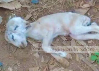 Panic grips Sefwi-Wenchi residents after sheep gives birth to lamb with deformities