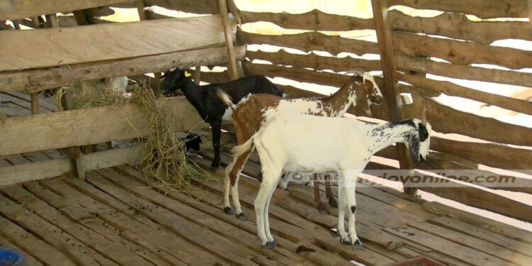 tension over age old custom which forbids goat rearing at senease in berekum