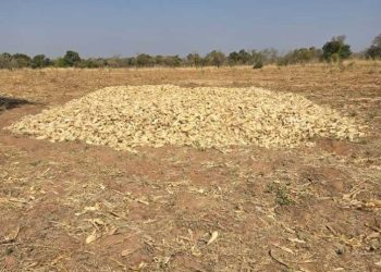 Fire Destroys Maize Harvest on Savannah Regional Minister’s Farm, Suspected Arson Suspected