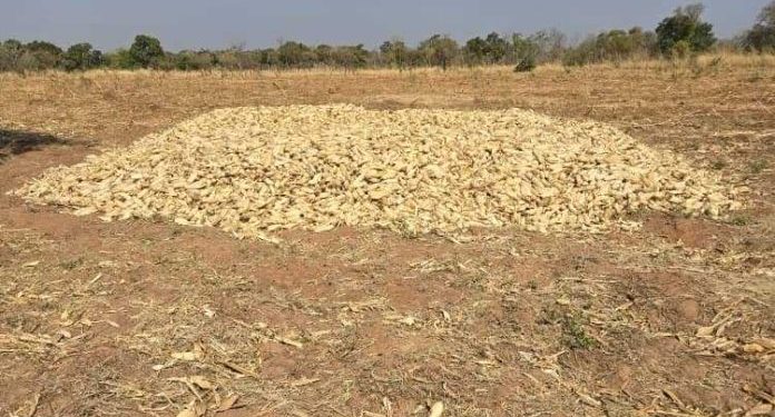 fire destroys maize harvest on savannah regional ministers farm suspected arson suspected