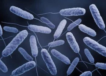 Cholera Outbreak: Bury dead relatives immediately – Environmental Health Office warns  