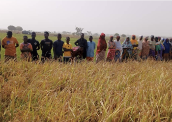 CSIR-SARI introduces drought-tolerant, high-yielding rice varieties to farmers