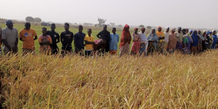 CSIR-SARI introduces drought-tolerant, high-yielding rice varieties to farmers 1 csir sari introduces drought tolerant high yielding rice varieties to farmers