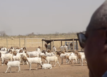 Enimil Ashon: Ghana is blessed; our president is a farmer!