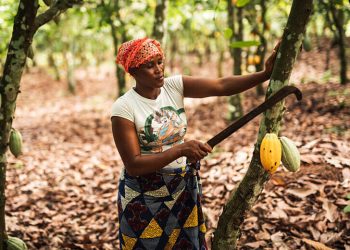 Ghana’s 2024 cocoa export revenue crashes to $1.7 billion—lowest in 15 years