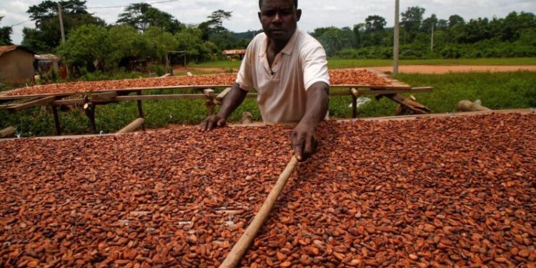 Ivory Coast’s cocoa crop to hold near last season’s, minister says 1 ivory coasts cocoa crop to hold near last seasons minister says