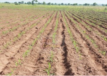 Prioritise expenditure amidst USAID budget cut off – Prof. Asuming tells government  