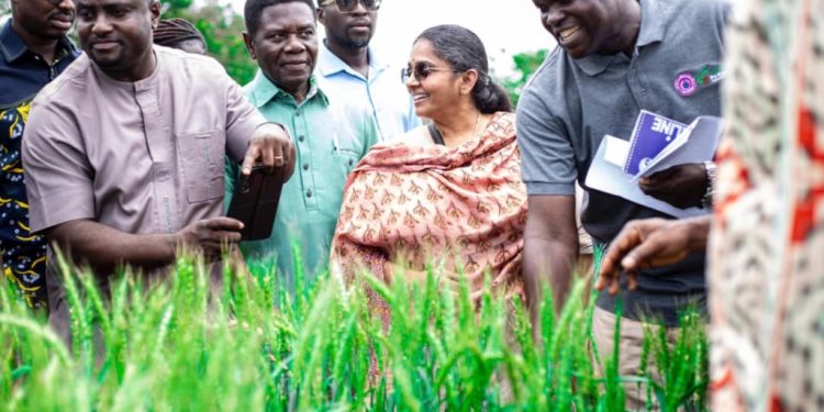 scientists launch wheat initiative to boost domestic production and reduce imports in ghana