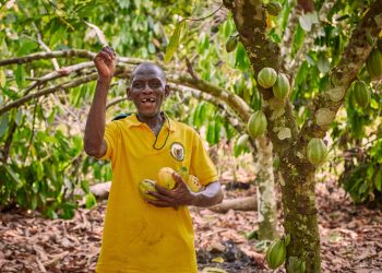 World Bank urges governance reforms to rescue Ghana’s struggling cocoa sector