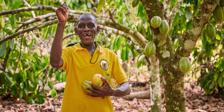 world bank urges governance reforms to rescue ghanas struggling cocoa sector
