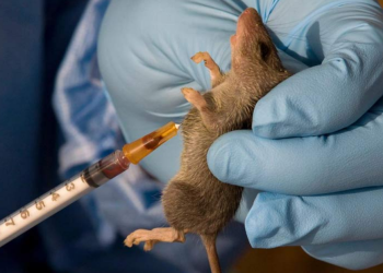 2nd ECOWAS Lassa Fever Conference to focus on outbreak management, multisectoral collaboration