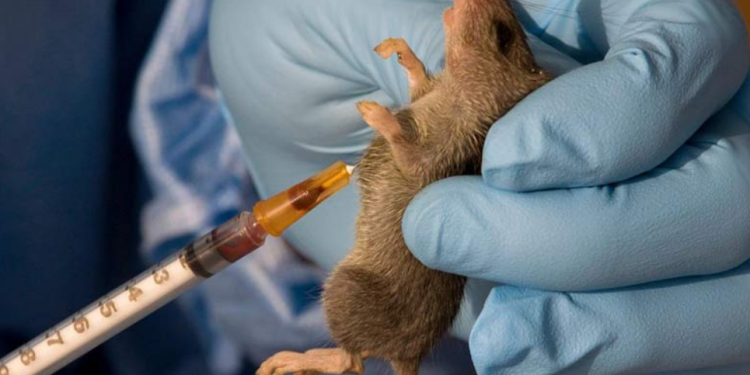 2nd ecowas lassa fever conference to focus on outbreak management multisectoral collaboration