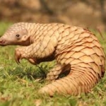 Ashanti Region: Bush meat traders pledge to protect pangolins, end sales 1 ashanti region bush meat traders pledge to protect pangolins end sales