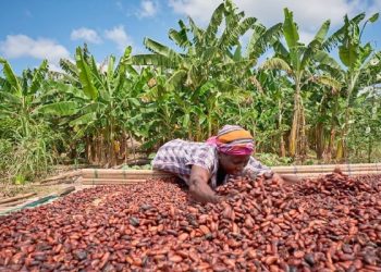 Cocoa production drops by nearly 50% over 3 years – Finance Minister
