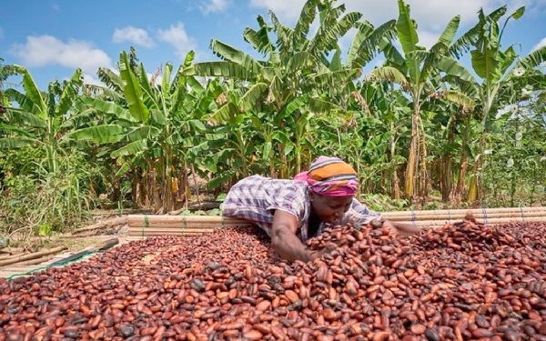 cocoa production drops by nearly 50 over 3 years finance minister