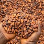 COCOBOD recorded US$840m revenue loss in the 2023/24 crop season – Finance Minister  