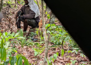 Forestry Commission officer fighting for life after machete attack by illegal miners in Offin