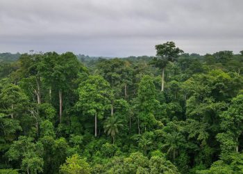 Government reclaims seven out of nine forest reserves from illegal miners
