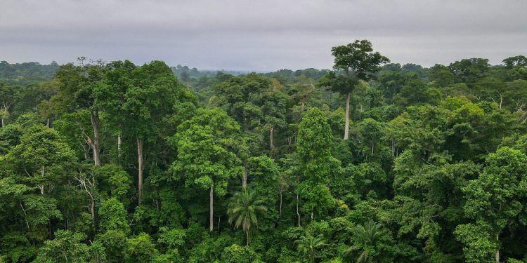 government reclaims seven out of nine forest reserves from illegal miners