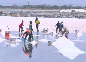 McDan begins search for partners to establish industrial salt hub