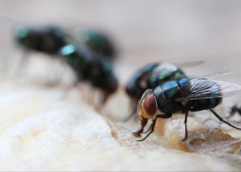 Researchers discover antibiotic-resistant bacteria in flies from Nigerian hospitals
