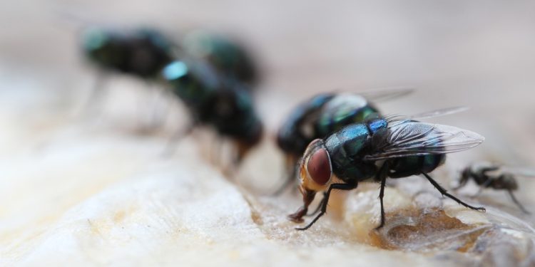 researchers discover antibiotic resistant bacteria in flies from nigerian hospitals