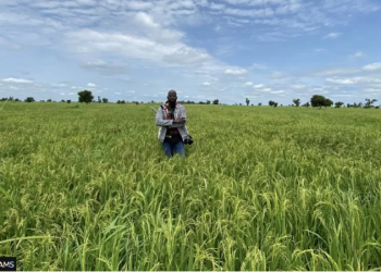 Securing the future of smart farming: Internet of Things (IoT) security and data privacy challenges in Ghana’s agricultural revolution