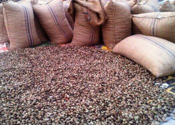 ACA calls for clear and harmonised policy guidelines for raw cashew exports from Africa 2 ACA calls for clear and harmonised policy guidelines for raw cashew exports from Africa