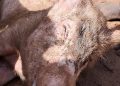 African Swine Fever outbreak in Damongo claims hundreds of pigs