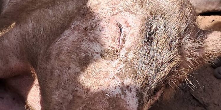 african swine fever outbreak in damongo claims hundreds of pigs