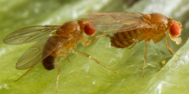 Alcohol makes male fruit flies more attractive 1 alcohol makes male fruit flies more attractive