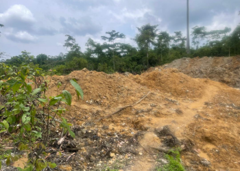 Eleven arrested for illegal mining in Akyem Fichser, tree plantations affected