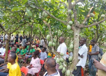 Farmers commend COCOBOD for decision to announce new prices in August